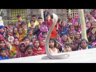 সাপের সঙ্গে নেচে গেয়ে ঝাপান খেলা || jagonews24.com