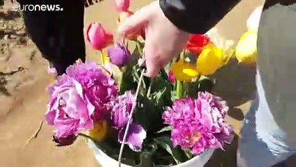 В Арезе снова открылся сад тюльпанов