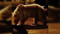 Aç kalan ayılar şehir merkezine indi, konteyner karıştırdı
