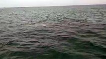 Balena grigia avvistata a Fiumicino