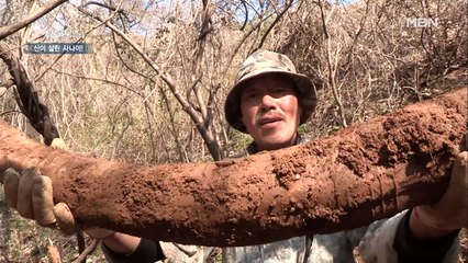 코끼리 코만 한 칡을 발견하다?! 자연인의 효자 약초 등극!