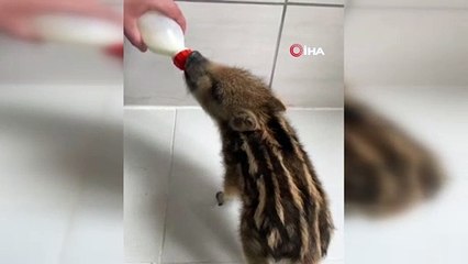 Anneleri doğum esnasında ölen yaban domuzları hayata tutundu