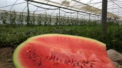 Erkenci karpuz üreticisinin yüzünü güldürüyor