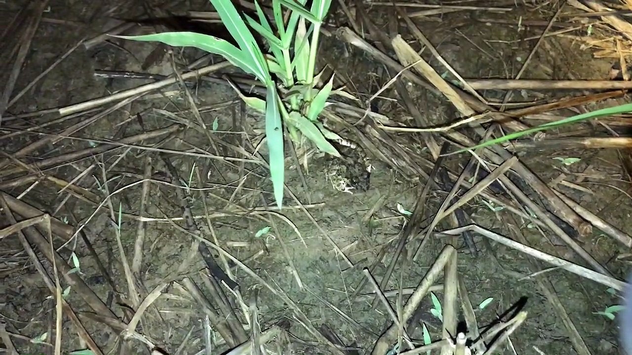 Catch frogs  crane fish