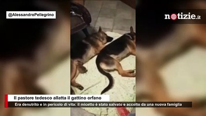 Pastore tedesco allatta il gattino orfano: "Era in fin di vita, ma ora è con la sua nuova famiglia"