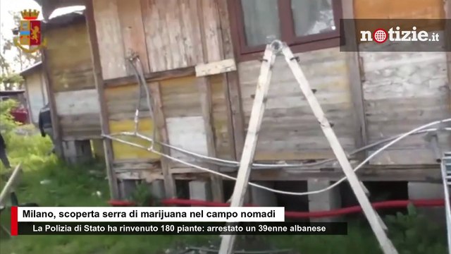 Milano, scoperta serra con 180 piante di marijuana nel campo nomadi: 39enne arrestato