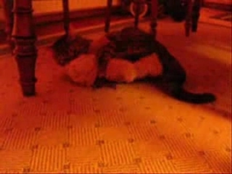 Chat sexe