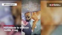 Ragusa, bambini sfregiano le orecchie a un cane: l'incredibile guarigione del cucciolo in clinica
