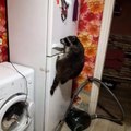 Raccoon Finds Way into Freezer