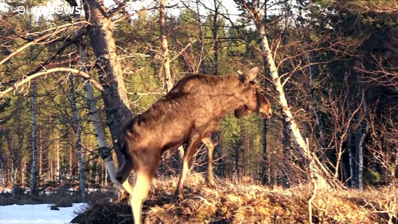Live webcam: die große elch-wanderung hat begonnen