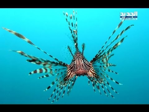 lion fish سمكة غازية في بحر لبنان- نعيم برجاوي