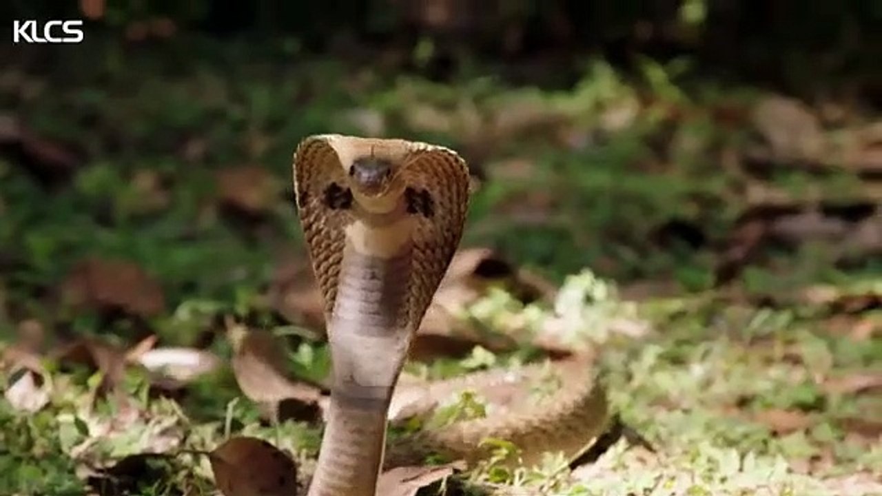 Wild kratts king cobra full episode top