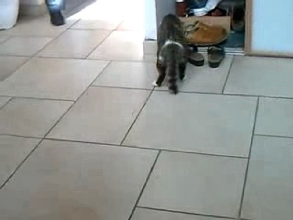 Chat bourré