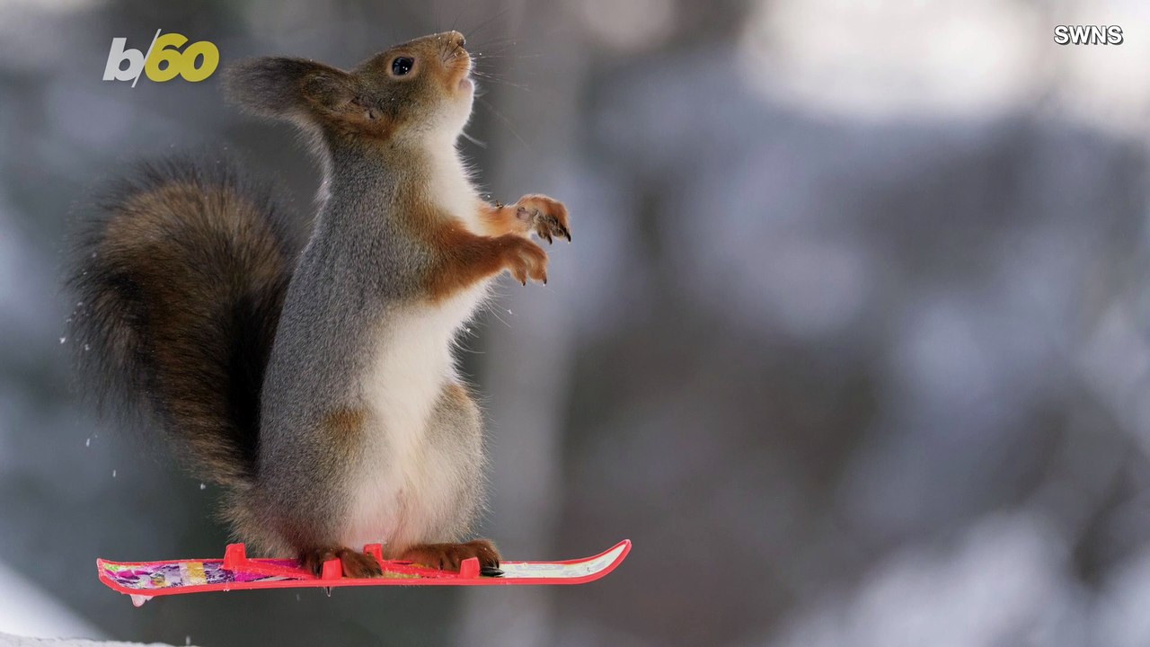 Skiing and Riding Snowmobiles Are What These Squirrels Love Doing The ...