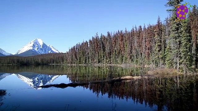 15 Minute Nice Healing Music | Beautiful | Meditation | Mindfulness | Relaxation | Calming Down | Therapeutic | Soothing | Stress-Relief | Nature | Focus | Concentration