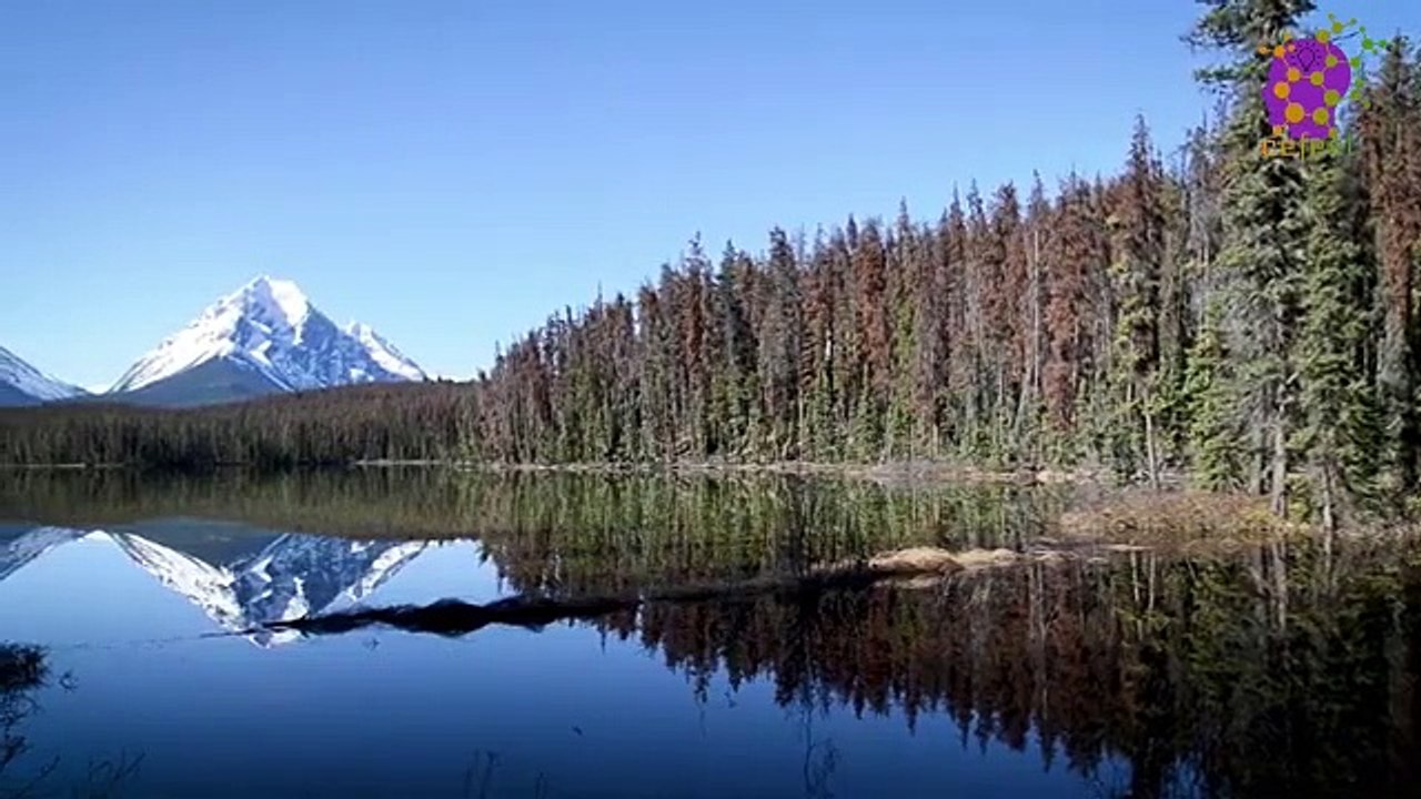 15 Minute Nice Healing Music | Beautiful | Meditation | Mindfulness | Relaxation | Calming Down | Therapeutic | Soothing | Stress-Relief | Nature | Focus | Concentration