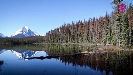 15 Minute Nice Healing Music | Beautiful | Meditation | Mindfulness | Relaxation | Calming Down | Therapeutic | Soothing | Stress-Relief | Nature | Focus | Concentration