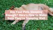 Are Your Pets Sleeping Enough? Here’s How to Make Sure They’re Sleeping Well