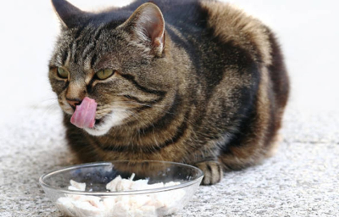 Fancy Feast Releases Cookbook Inspired by Cat Food