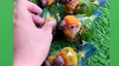 Funny Parrots Videos Compilation Cute Moment Of The Animals - Cutest Parrots #42 - Compilation 2021