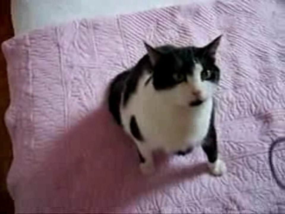 Chat Qui Prie Video Dailymotion
