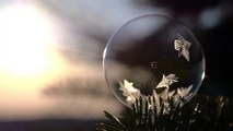 Amazing Macro Footage Of A Water Bubble Slowly Freezing On A Cold Winter's Day 8k