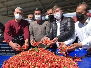 Açık artırmaya çıkan Kuzey yarımkürenin ilk kirazı 500 TL'den alıcı buldu