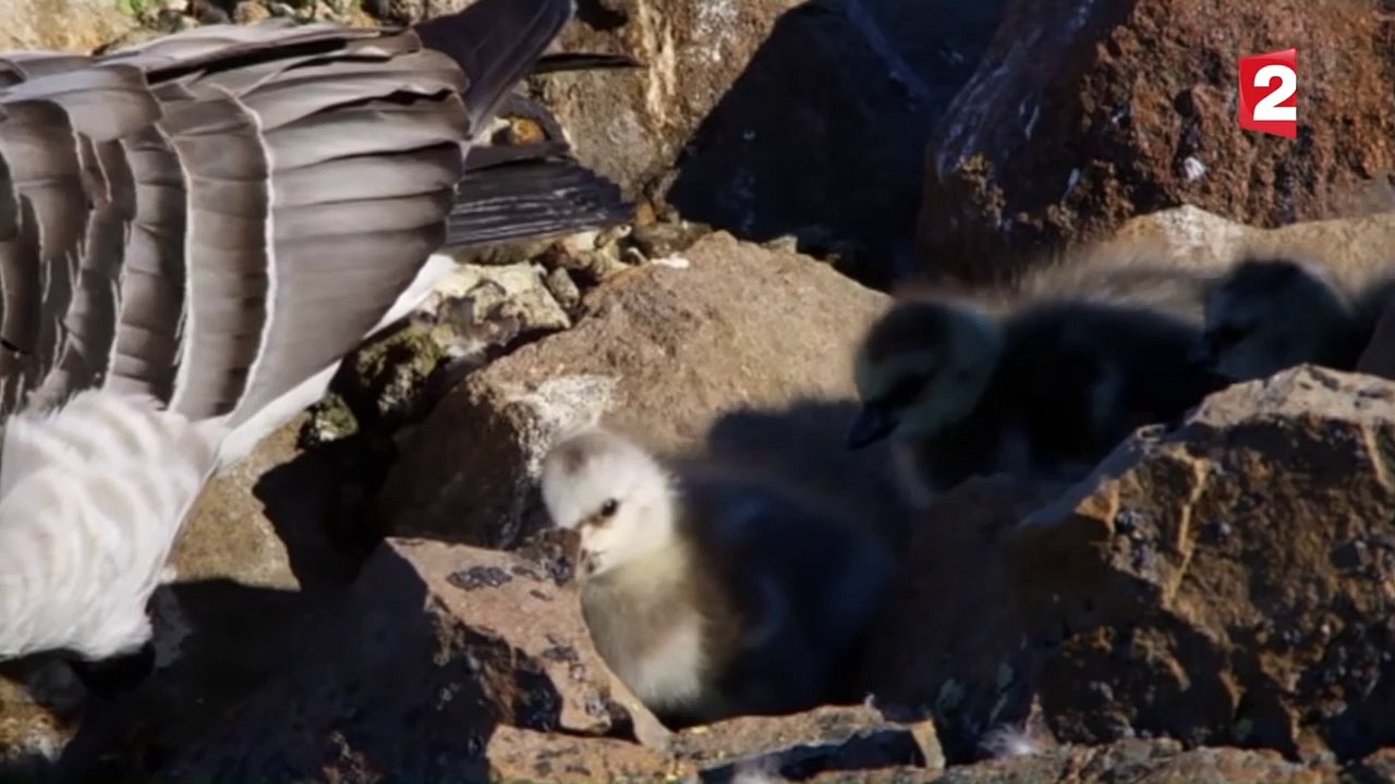 Un Poussin Saute D'Une Falaise Volontairement ! - Zapping Sauvage