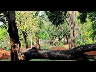 কালবৈশাখীর তাণ্ডবে রমনা সোহরাওয়ার্দীতে ব্যাপক ক্ষতি || jagonews24.com