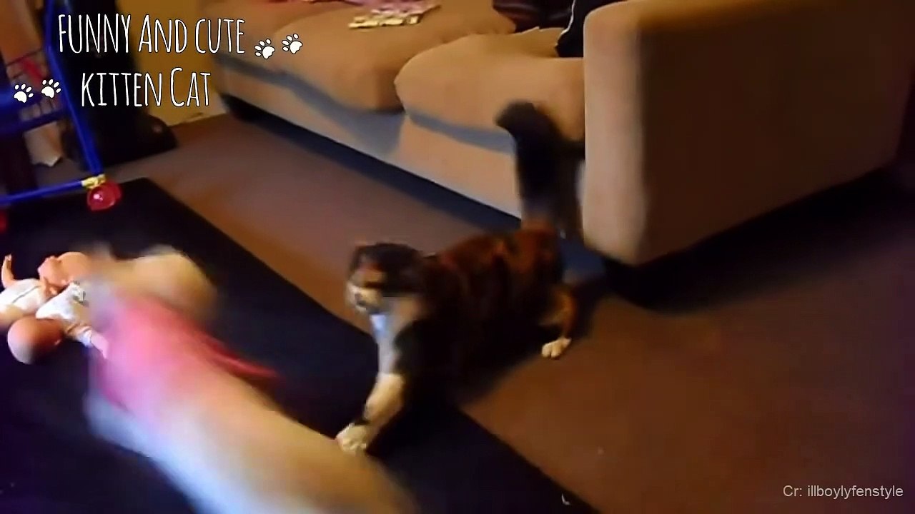 Angry Cats Vs Dogs Funny Cat  And Dog  Videos Compilation