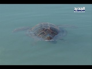 السلاحف تقتل في عيدها- جهاد زهري