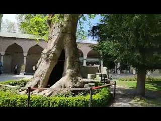 মরাবৃক্ষে প্রাণের স্পন্দন! || jagonews24.com