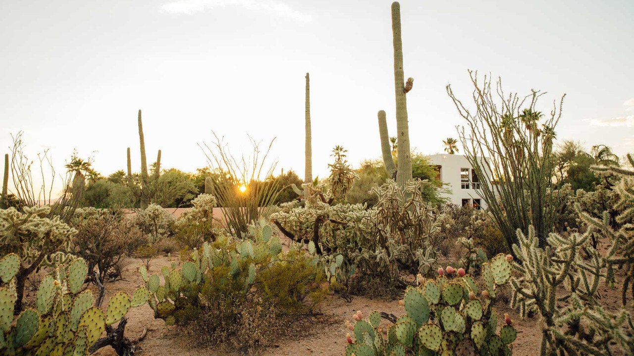 The Magic of the Desert Comes to Life at This A...