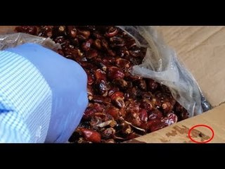 খেজুরে পোকা কিন্তু মেয়াদ শেষ হবে ২০২০ সালে || jagonews24.com