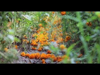 ধানের পর চাষ করা ফুল ফেলে দিচ্ছেন চাষিরা | jagonews24.com