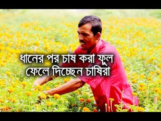 দাম না পেয়ে মাঠের পর মাঠ ফুল ফেলে দিচ্ছেন চাষিরা | jagonews24.com