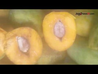 দেখুন পাকা আমের আঁটি কাঁচা | jagonews24.com