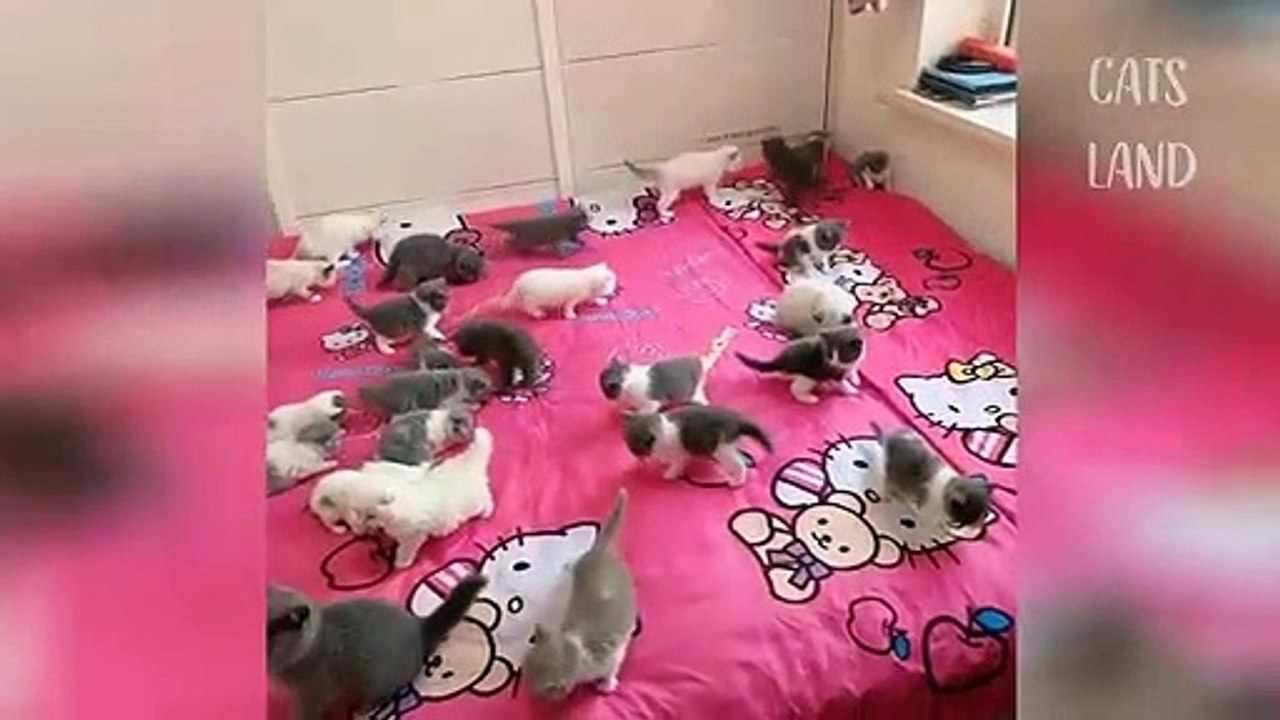 Omg So Cute Cats ♥ Best Funny Cat Videos 2021 #87