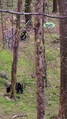 Wild Bear Cubs Play on Swing