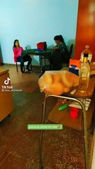 Yerba mate venosa Yayo