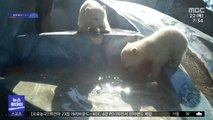 [이슈톡] 아기 북극곰 남매…생애 첫 수영 도전기
