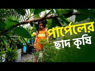 ছোট্ট শিশু পার্পেলের ছাদে বৃক্ষের মেলা | jagonews24.com