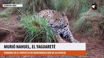 Murió Nahuel, el yaguareté que fue pionero en el proyecto de reintroducción de su especie en los Esteros del Iberá