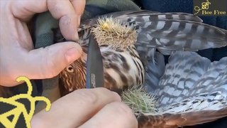 Hawk Rescued From Cactus