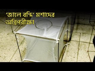 একটু বাদেই পরীক্ষায় বসছে মশারা | jagonews24.com