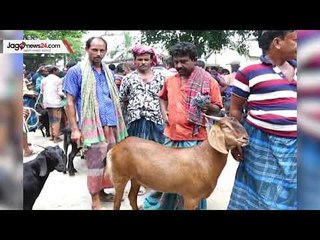 পছন্দের শীর্ষে মেহেরপুরের ব্ল্যাক বেঙ্গল | jagonews24.com