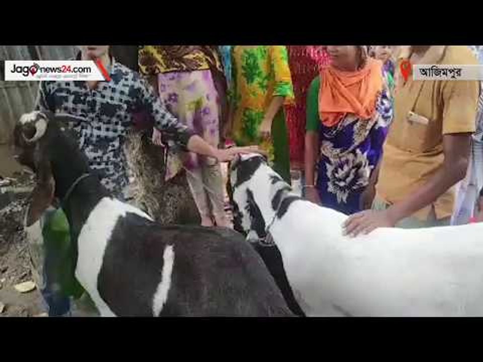 কালা ধলা মানিকরে সন্তানের চেয়ে বেশি যত্ম কইরা পালছি  | jagonews24.com