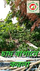 চাদ বাগানে করলা 2 Beeter