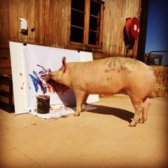 Conoce a Pigcasso, la cerdita ‘pintora’ que 'se abre paso' en el mundo del arte