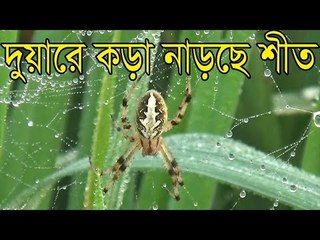 শীতের বার্তা নিয়ে হাজির ভোরের শিশির | Jagonews24.com